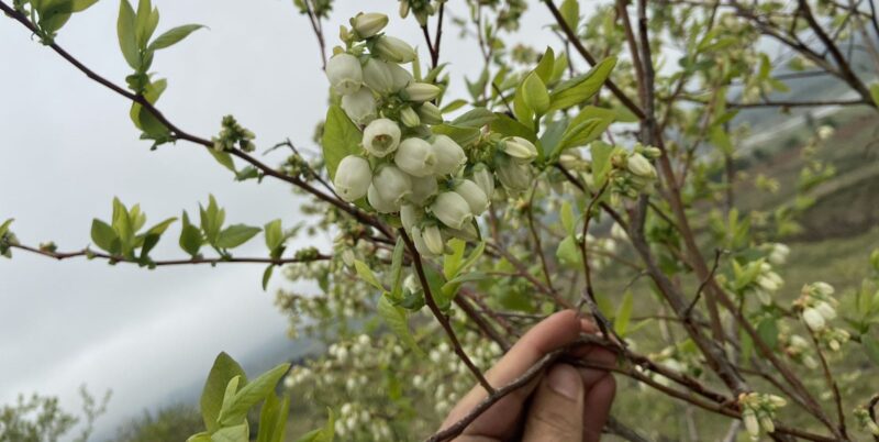 В Грузии началось массовое цветение голубики – подробная информация об этом бизнесе