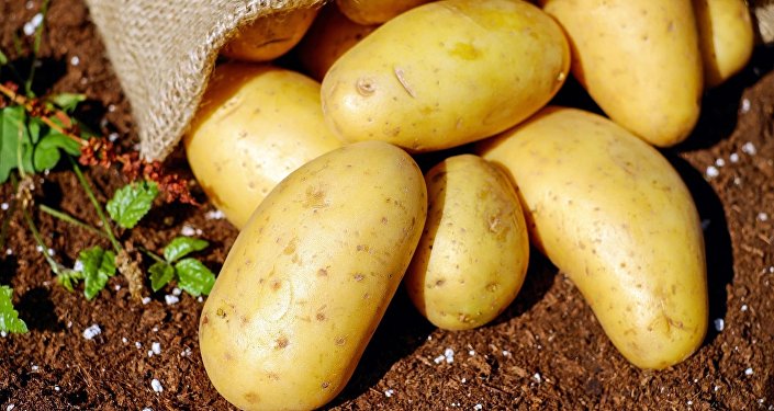 На фоне увеличения импорта картофеля, внутри Грузии у фермеров портится урожай