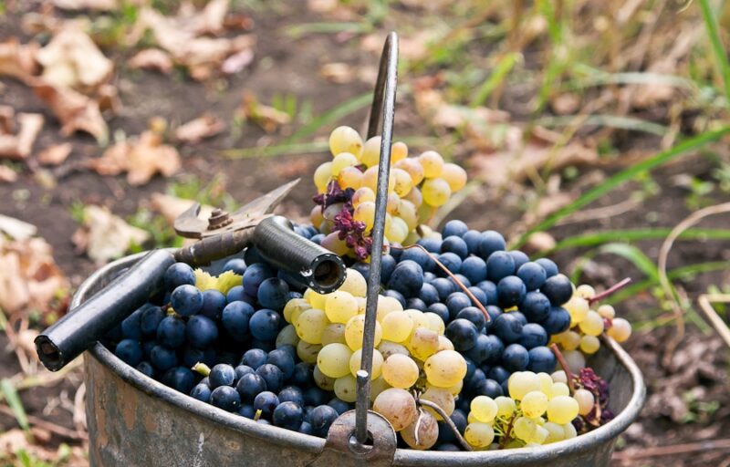 Грузия ожидает рекордный урожай винограда в 2022 году
