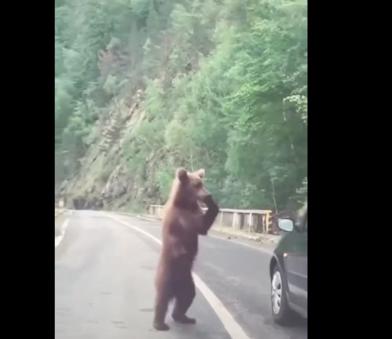 Медведь-подросток вышел на дорогу в Раче