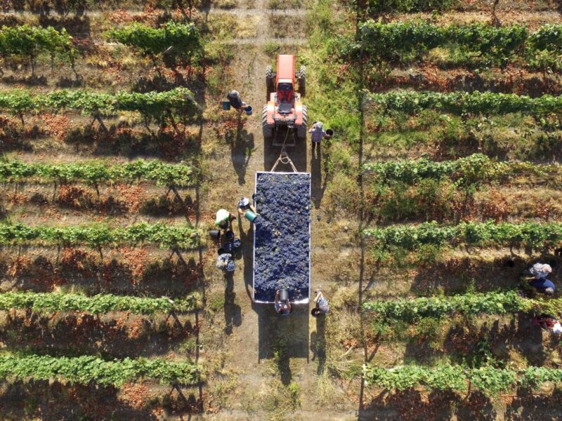 В Грузии ожидается рекордный урожай винограда – около 300 тысяч тонн