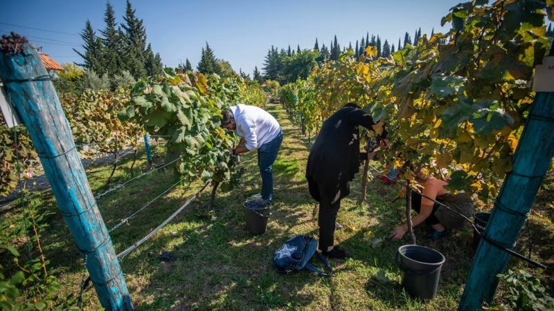 В Грузии проходит сбор винограда: вот так его подготавливают в Раче