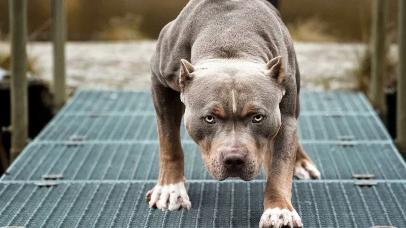 В Грузии могут запретить разведение некоторых пород собак, а право выгула собак определенных пород может быть дано только лицам от 16 лет