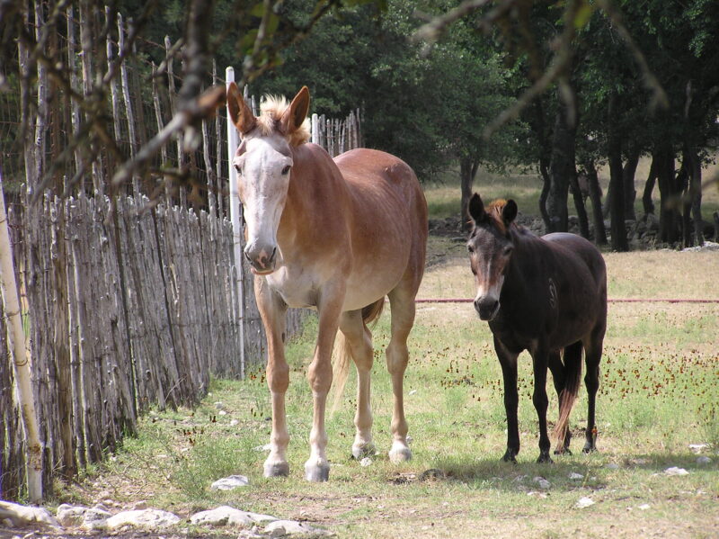 В Тбилиси, в результате исследований, в составе мяса обнаружены ДНК лошади и осла