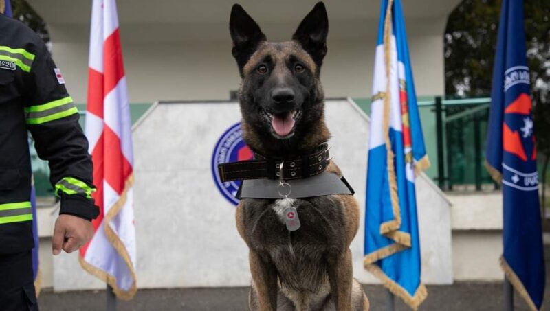 Собака-спасатель из Грузии по кличке “Тинто” награждена почетным служебным жетоном