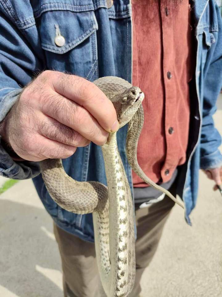 На авторынке в Рустави, в пригороде Тбилиси, поймали одну из самых ядовитых змей – гюрзу