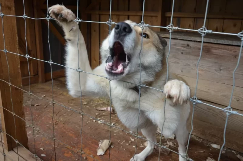 В Раче зафиксированы несколько случаев бешенства собак: в одном из муниципалитетов объявлен карантин