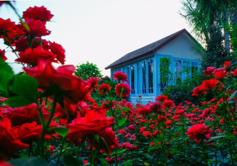Gardenia Shevardnadze — уникальный садовый центр в Тбилиси