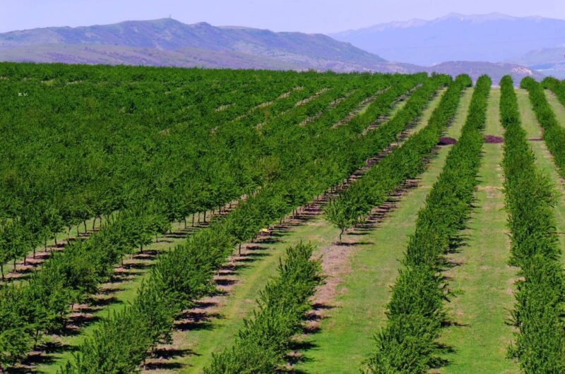 Грузинская Nuts Incorporated ждет в этом году первый коммерческий урожай миндаля