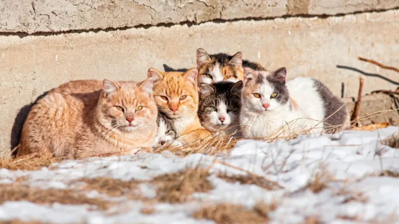 Команда волонтёров CATEBI занимается помощью домашним животным и стерилизацией уличных кошек в Тбилиси