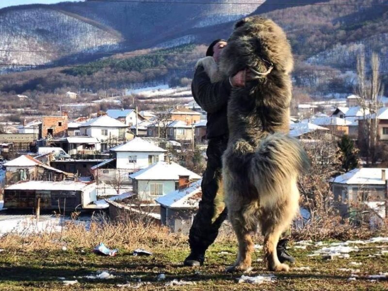 Правительство Грузии меняет правила содержания собак и их выгула