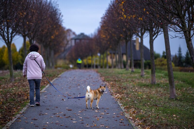 В Грузии увеличиваются штрафы за выгул собак без поводка и рассматриваются другие ограничительные меры