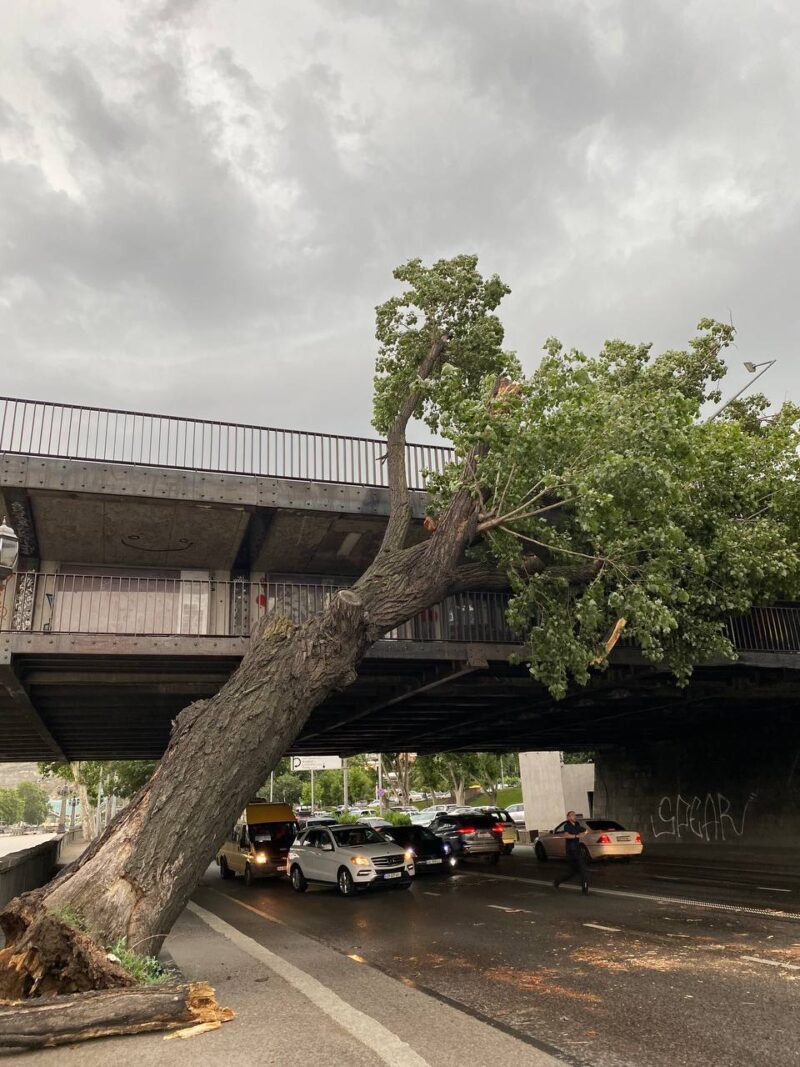 В самом центре Тбилиси на набережной Звиада Гамсахурдия упало дерево на мост Бараташвили