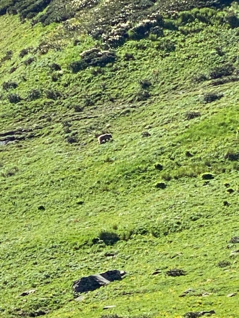 Медведь близко от людей на туристическом маршруте Shovi-Udsiro lake, Glola