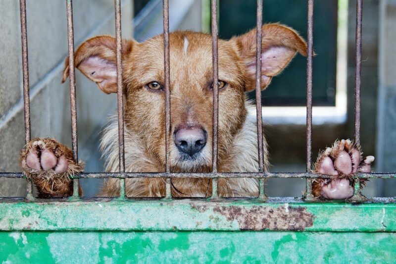 С 1 августа в Грузии вступили в силу поправки в Уголовный кодекс Грузии,  ужесточающие наказания за истязание над животными