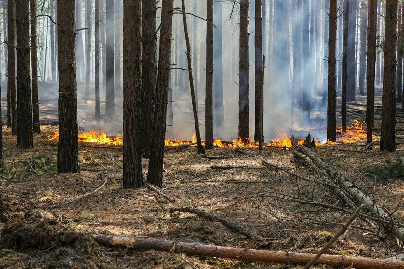 Служба по управлению чрезвычайными ситуациями МВД Грузии распространяет экстренное предупреждение об угрозе лесных пожаров