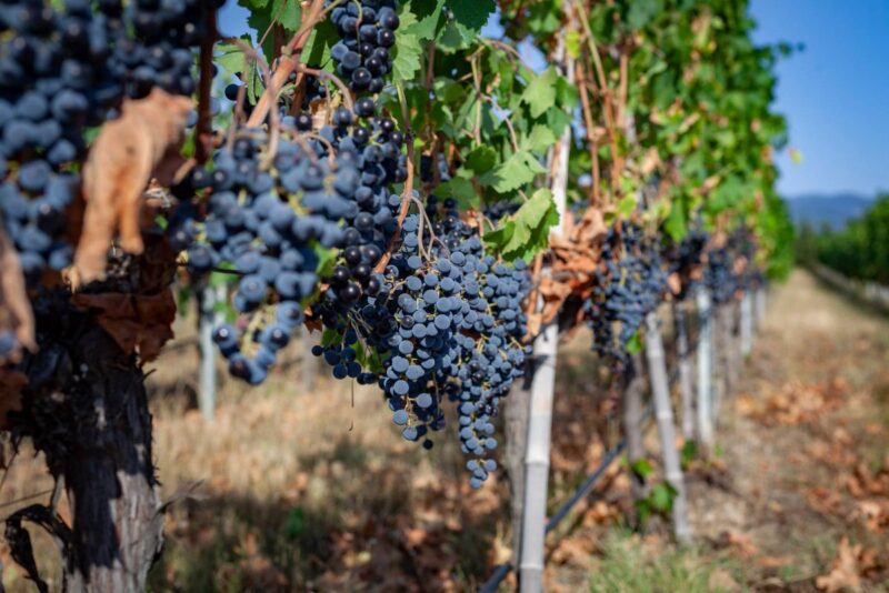 Град уничтожил значительную часть виноградников в Кахетии — эксперты сообщают о возможном росте цен на вино и виноград