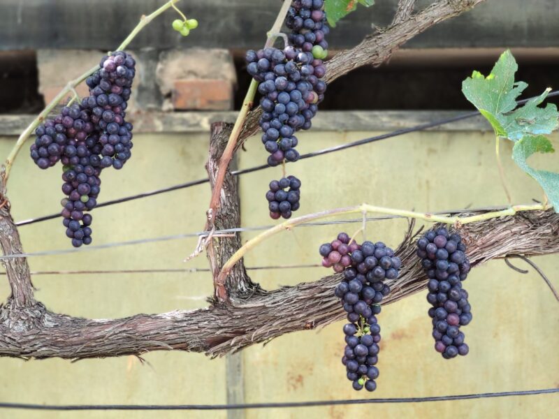 Грузия занимает четвертое место в мире по площади виноградников на душу населения