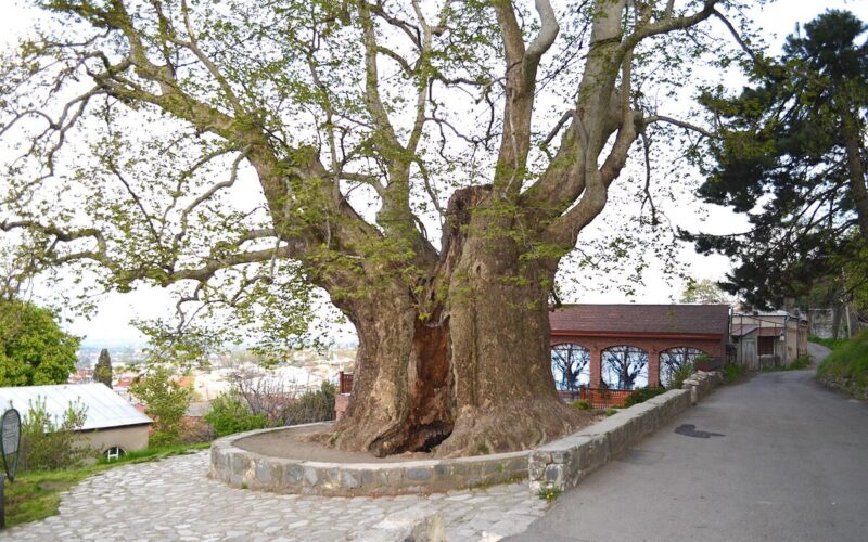 Немецкое общество по международному сотрудничеству потратит 20 тысяч евро на самое старое дерево Грузии