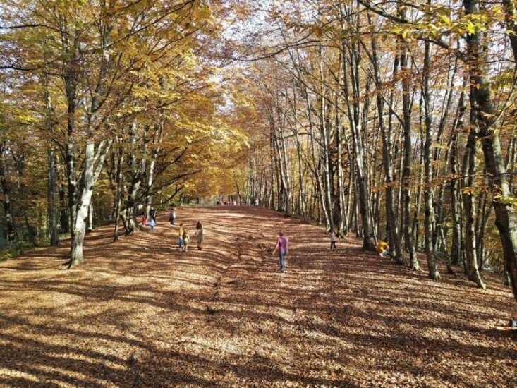 “Золотой” лес Сабадури: час езды от Тбилиси и вас ждет удивительная осенняя красота