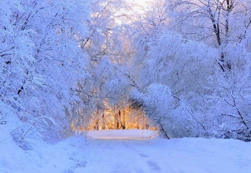 Зимний лес Сабадури: час езды от Тбилиси и вас ждет удивительная снежная красота