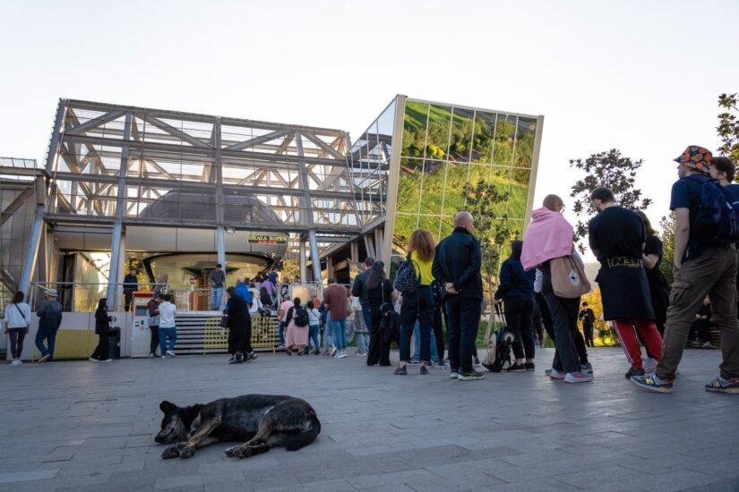 С 1 января 2026 года в Грузии начнут действовать новые нормы закона «О защите животных»