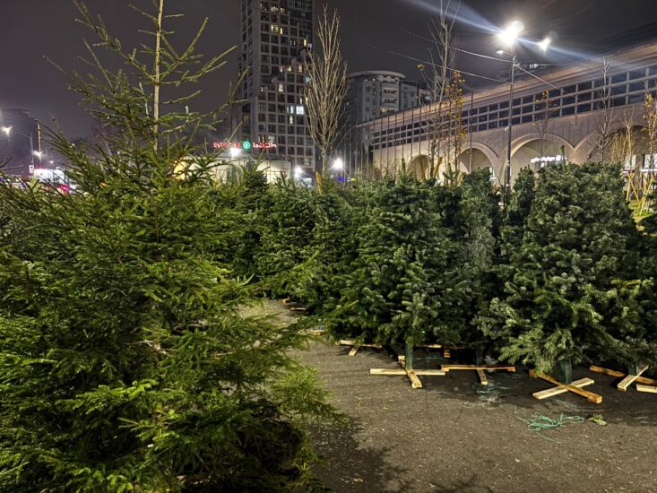  Ёлочный базар заработал около станции метро «Технический университет»