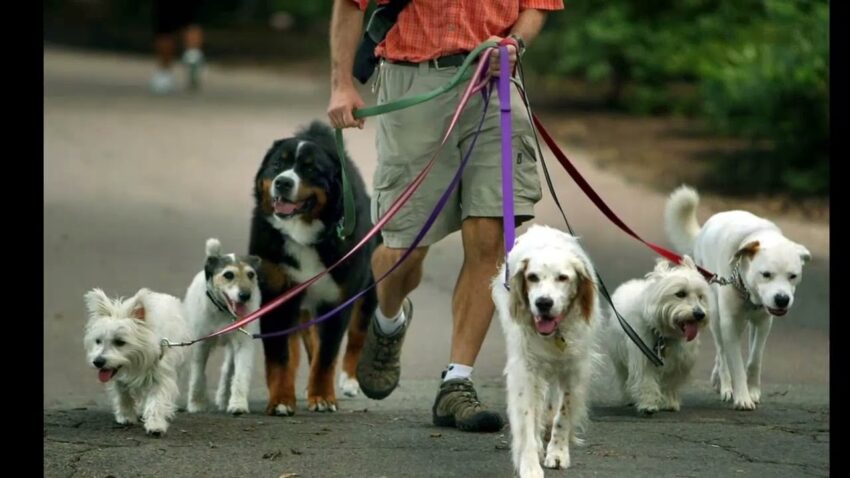 В Грузии вступили в силу новые нормы закона «О защите животных»