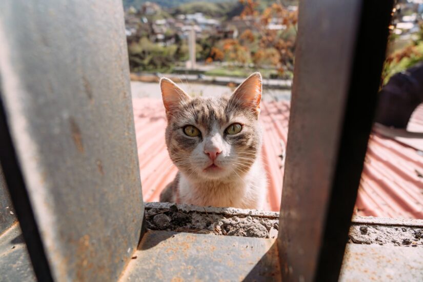 Небольшая реформа в чатах «Грузия с животными»