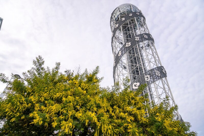  В Батуми расцвела мимоза