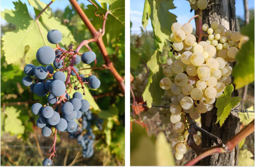  Национальный день Грузинского вина будет отмечаться в стране ежегодно 8 мая