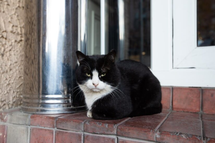 Домашние питомцы читателей моего телеграм-канала в Грузии и не только