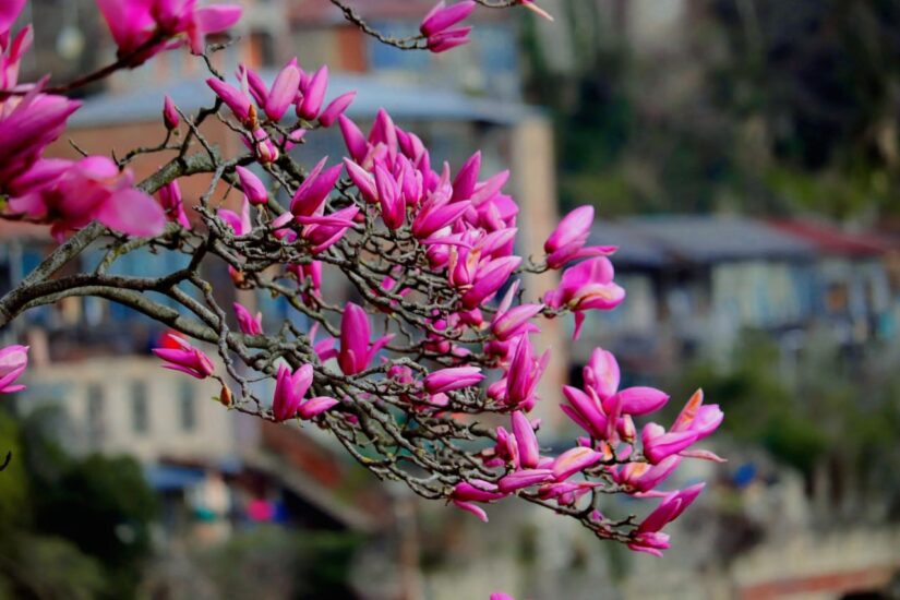 Одна из самых ярких предвестников весны — магнолия в Кутаиси