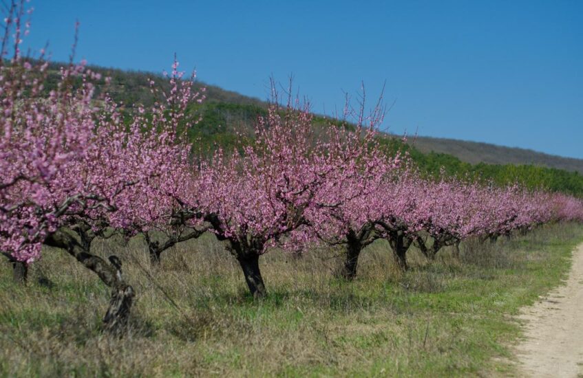 Цветение миндаля и абрикосов в Кахети
