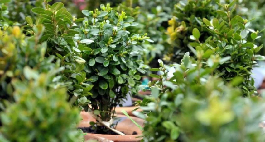 Министерство экологии Грузии ужесточает наказание за порчу и обрезку самшитов