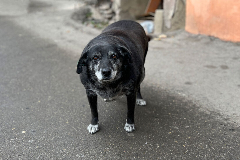 В программу управления перенаселением собак на 2026 год запланированы изменения