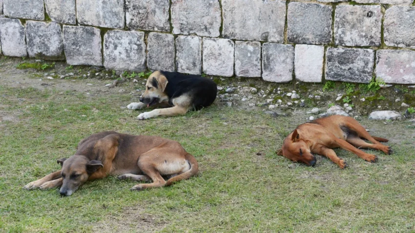 Зоозащитники обвинили власти в убийстве бездомных собак, в ведомствах эту информацию опровергли и назвали ложью