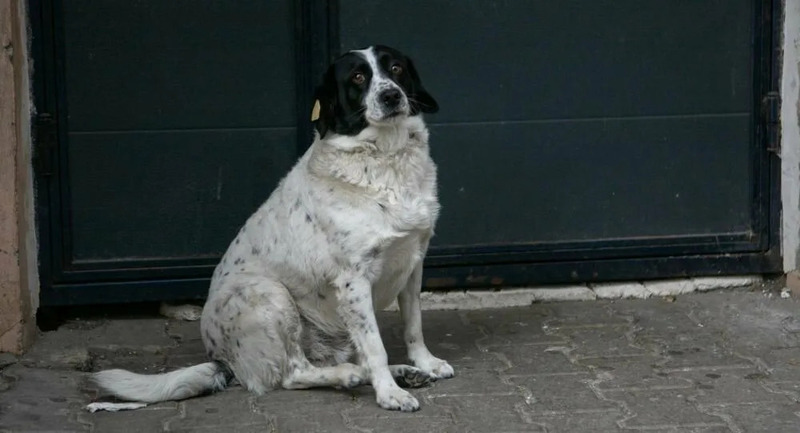 В Грузии состоялись митинги зоозащитников