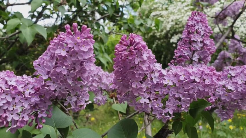 Дни сирени и глицинии в Ботаническом саду Тбилиси