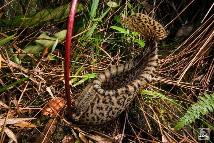 В Тбилисском зоопарке открыли абсолютно новый хищный цветок — гибрид животного и растения