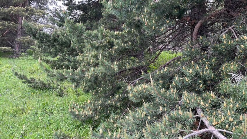 Сезон цветения сосны в Грузии: волшебная пыльца