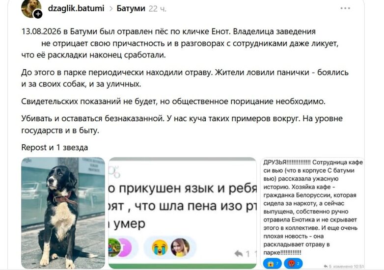МВД Грузии проводит проверку по факту возможного истязания и издевательства над собаками в Батуми