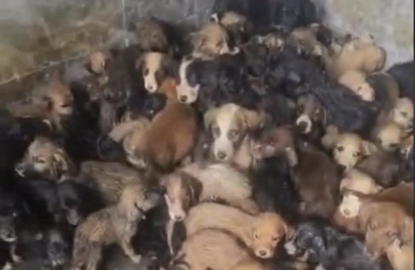 Зооактивисты жалуются на ужасное содержание собак в приюте города Гори
